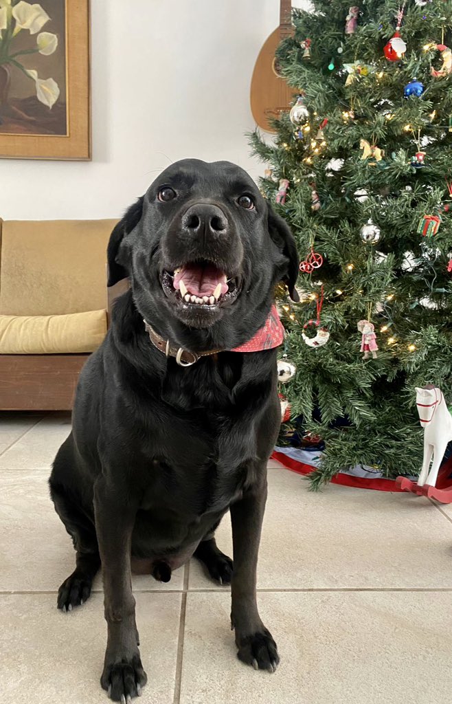 QueCachetotes's tweet image. Voy a presumir a este bebé navideño en todos lados ♥️🎅🏼