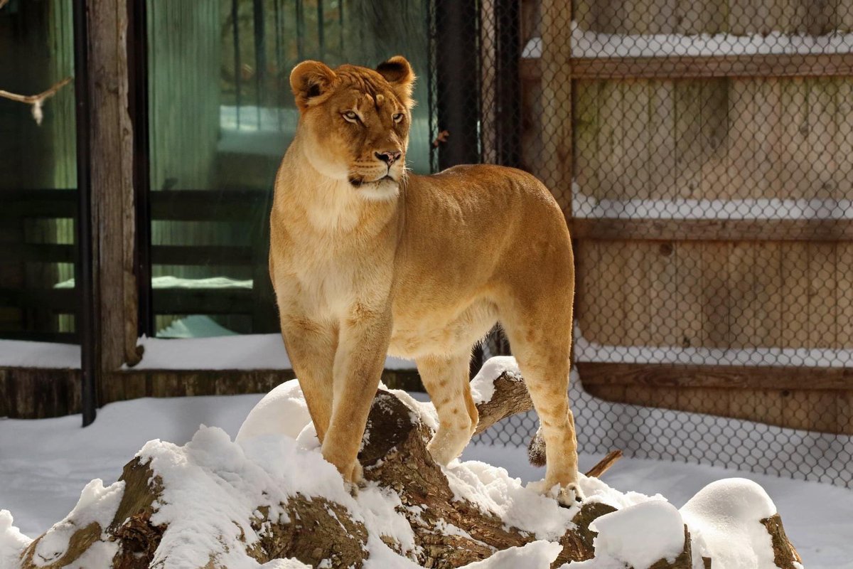 Extreme cold temperatures will close the zoo Thursday and Friday and will also cancel the zoo’s GloWILD event. The zoo will reopen Saturday and GloWILD will return Dec. 26. #arwx