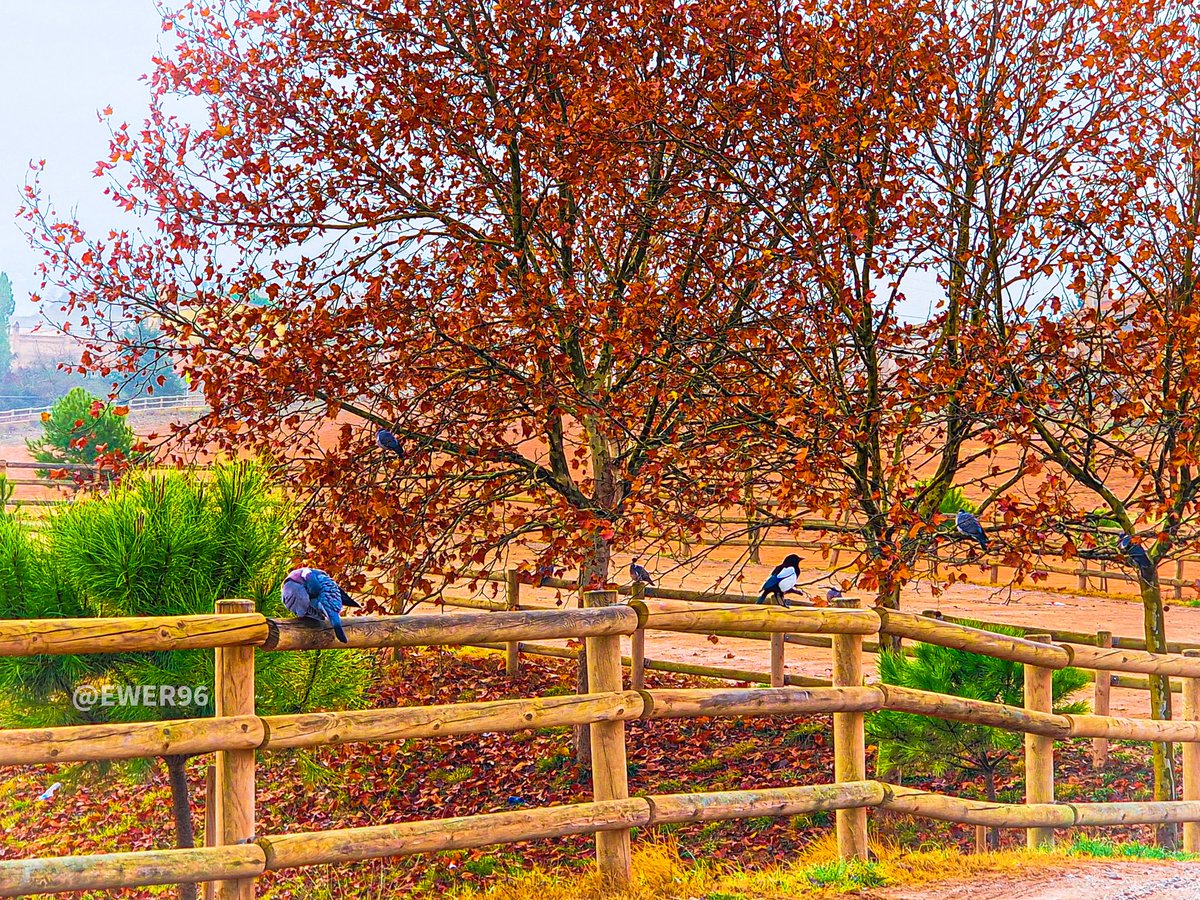 How many animals do you see in the photo 📸? 🐦

#ewerphotos #picssplendid #splendidsites #catalunyaexperience #catalunyaenamora #descobreixcatalunya #fotos #photography #catalunyaimagina #catalunyabonica #catalonia #park #animals #birds #fotografia