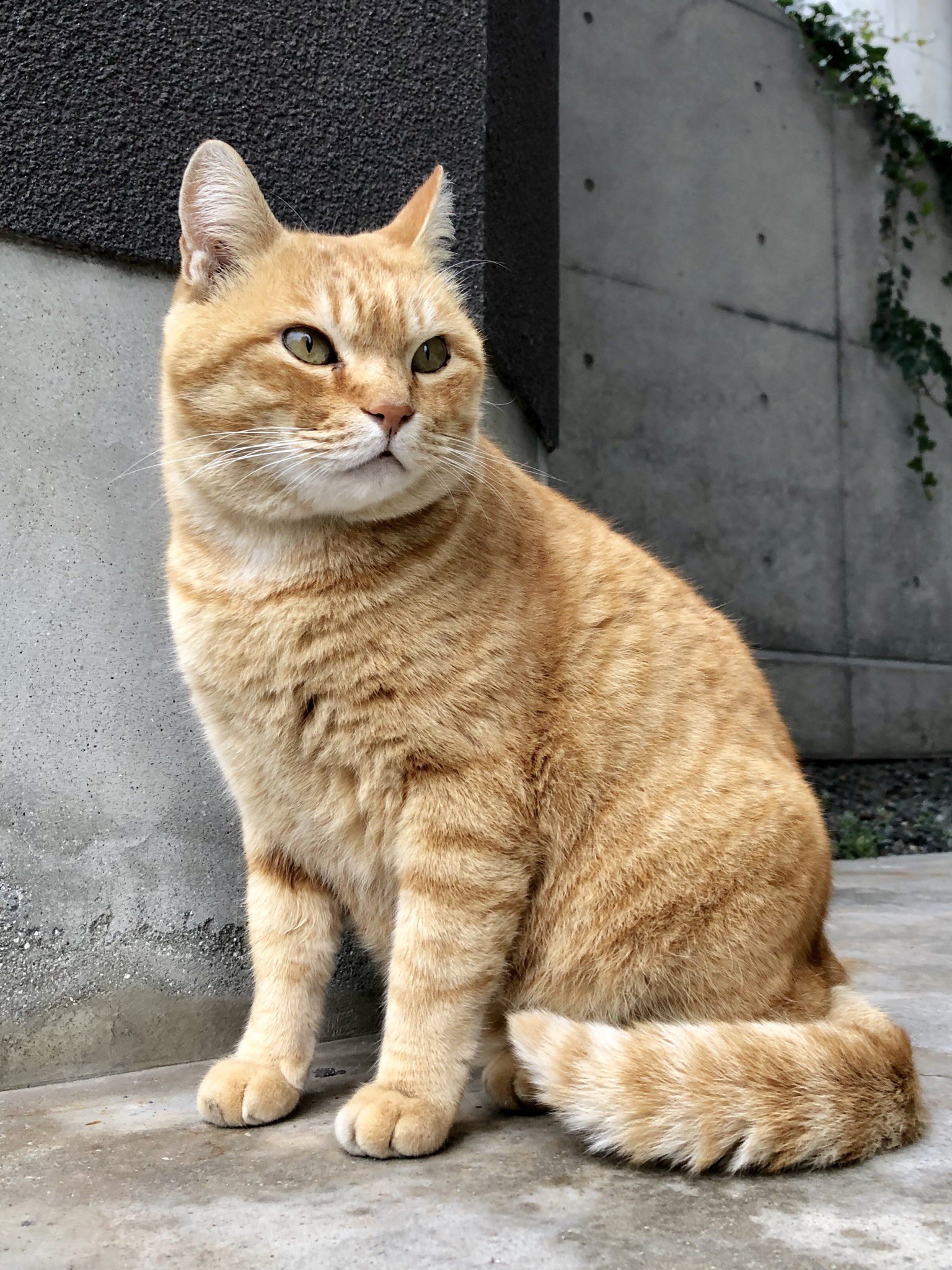 尾道市立美術館 на мрежи X: „時をかける猫308 尾道市立美術館 на мрежи X: „時をかける猫308