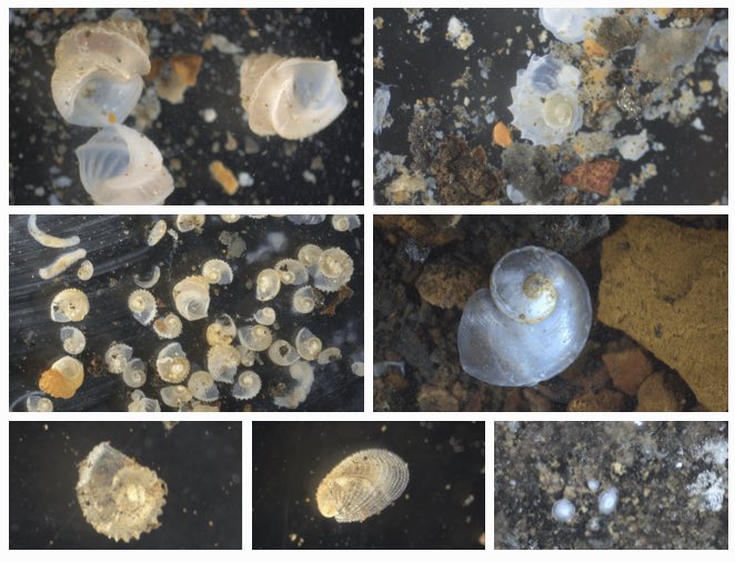 Shawn Arellano tweet media