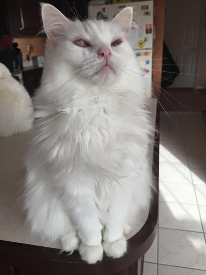 JimmRet's tweet photo. #ThisDayIn 2014
“Effing Meow”, says #ThePuff
#CatsOfTwitter https://t.co/ITM1OXI5PW