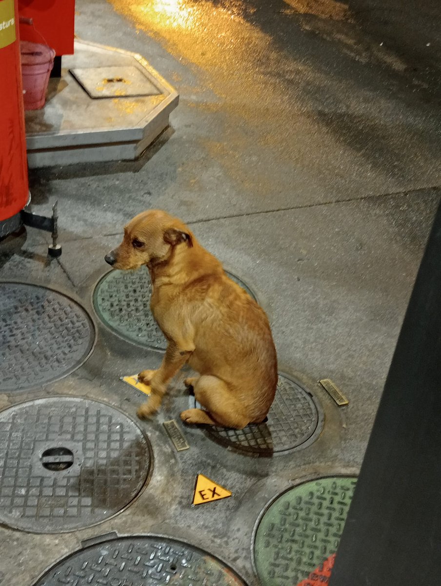 simplydasvania's tweet photo. Este pequeno amor foi abandonado ao pé do aldi em Viseu :(
Ajudem no a não passar o natal sozinho! 
Ele é um cão novinho e muito meigo!

Alguém quer adotar?

Porfavor compartilhem!!💔 https://t.co/Kr3PPQYrbF