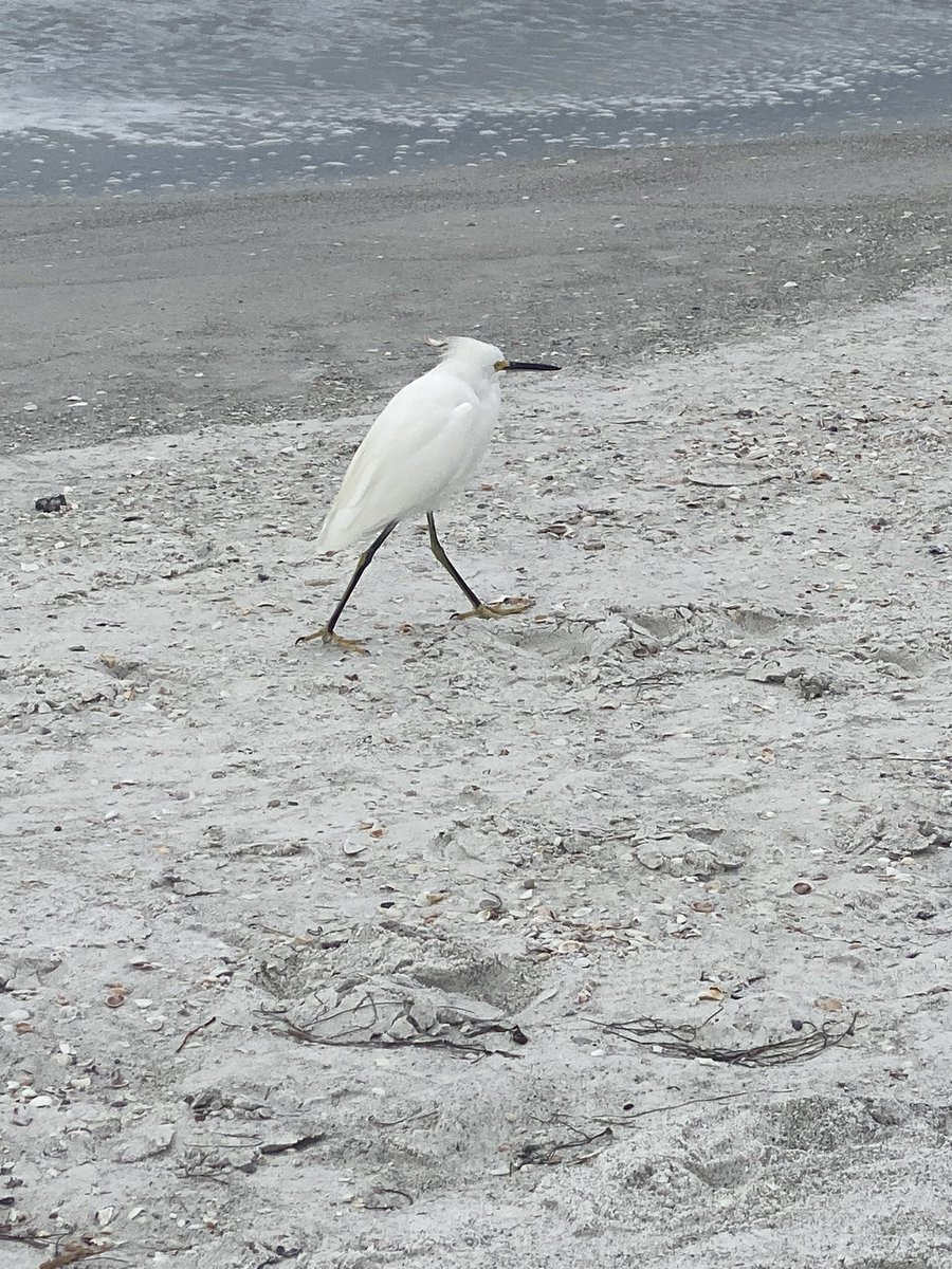 Kelli Johnson tweet media