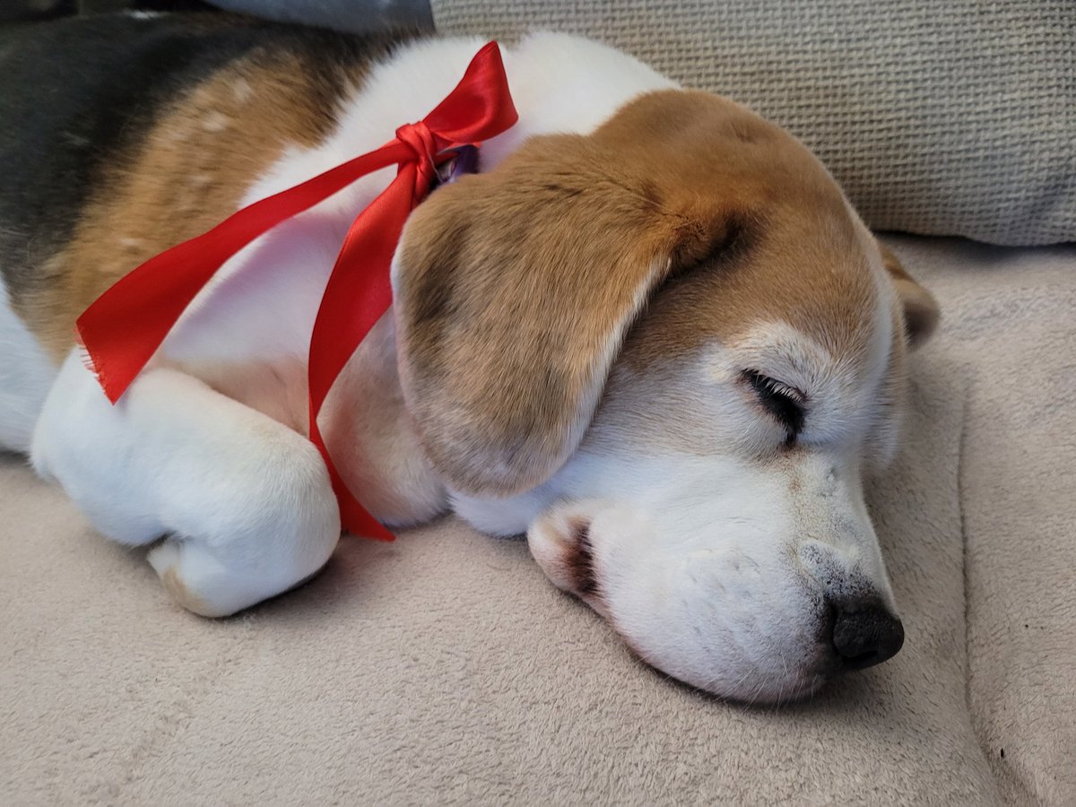 Ready for Christmas.