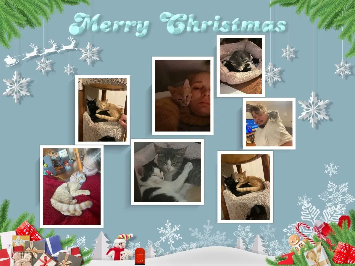 #MEOWmews What is better than 1 cat, how about 4! These Happy Tails hit the jackpot! Garfield (fka Carson) Aspen (fka Emery) Evy and Adonis! Family says