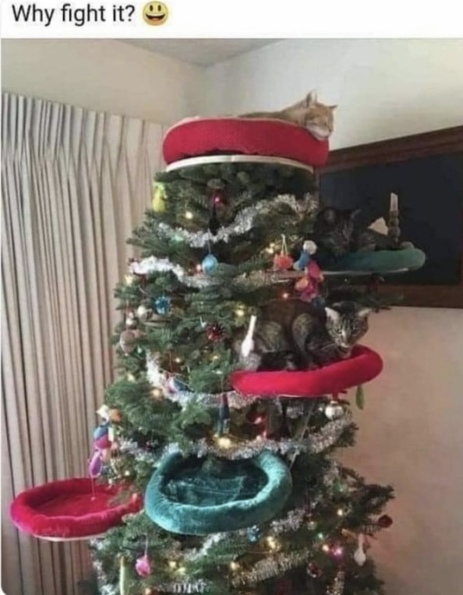 dcd728's tweet photo. When your #ChristmasTree becomes a #KittyTree #holidayhumor #deckthehalls https://t.co/8AYwpKLMYF