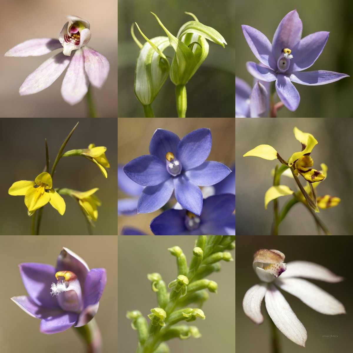 Summer orchids out on a quick scout in the mountains behind Canberra. Can still see a good range of late 'spring' spp. (Caladenia &amp; Thelymitra) alongside the emerging summer Pterostylis (Greenhoods) &amp; Diuris (like Mountain Golden Moths) #orchids #Canberra #inthefield #ozplants