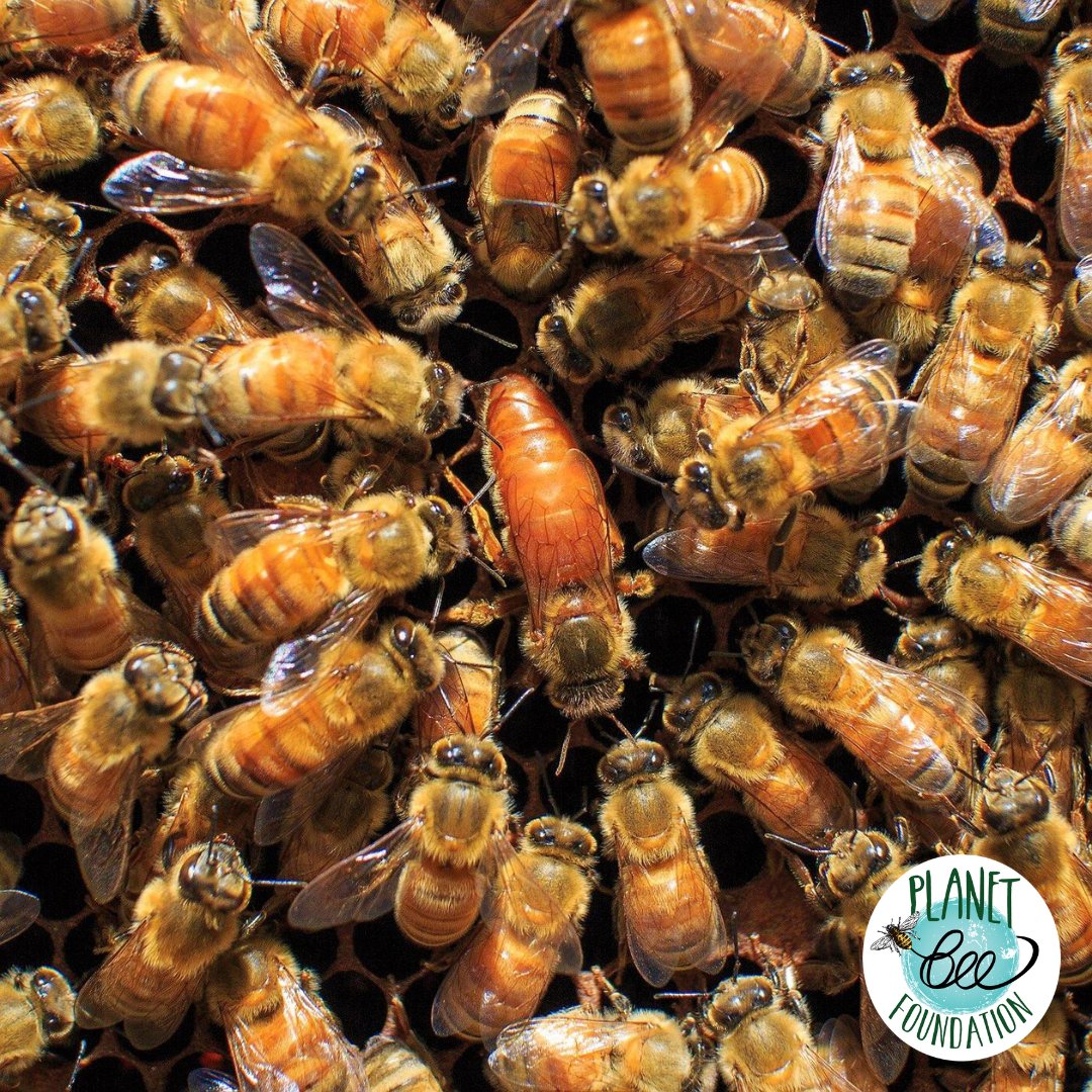 Planet Bee tweet media