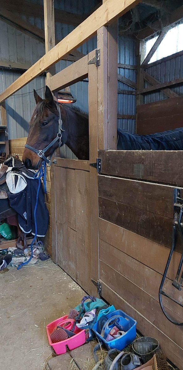 🎄12 STANDARDBREDS OF CHRISTMAS🎄

Twitter Day 9: SHES LONG GONE 
Sage is a 15 year old retiring broodmare who has joined our foster care program! She has some minor soundness and health issues that we are working with a vet to rectify, and then she will be up for adoption!