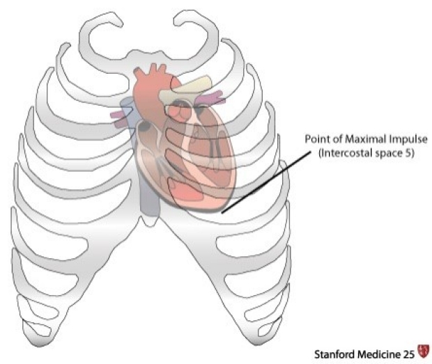 MedicTests On Twitter Point Of Maximal Impulse An Excellent Place To Auscultate Heart 