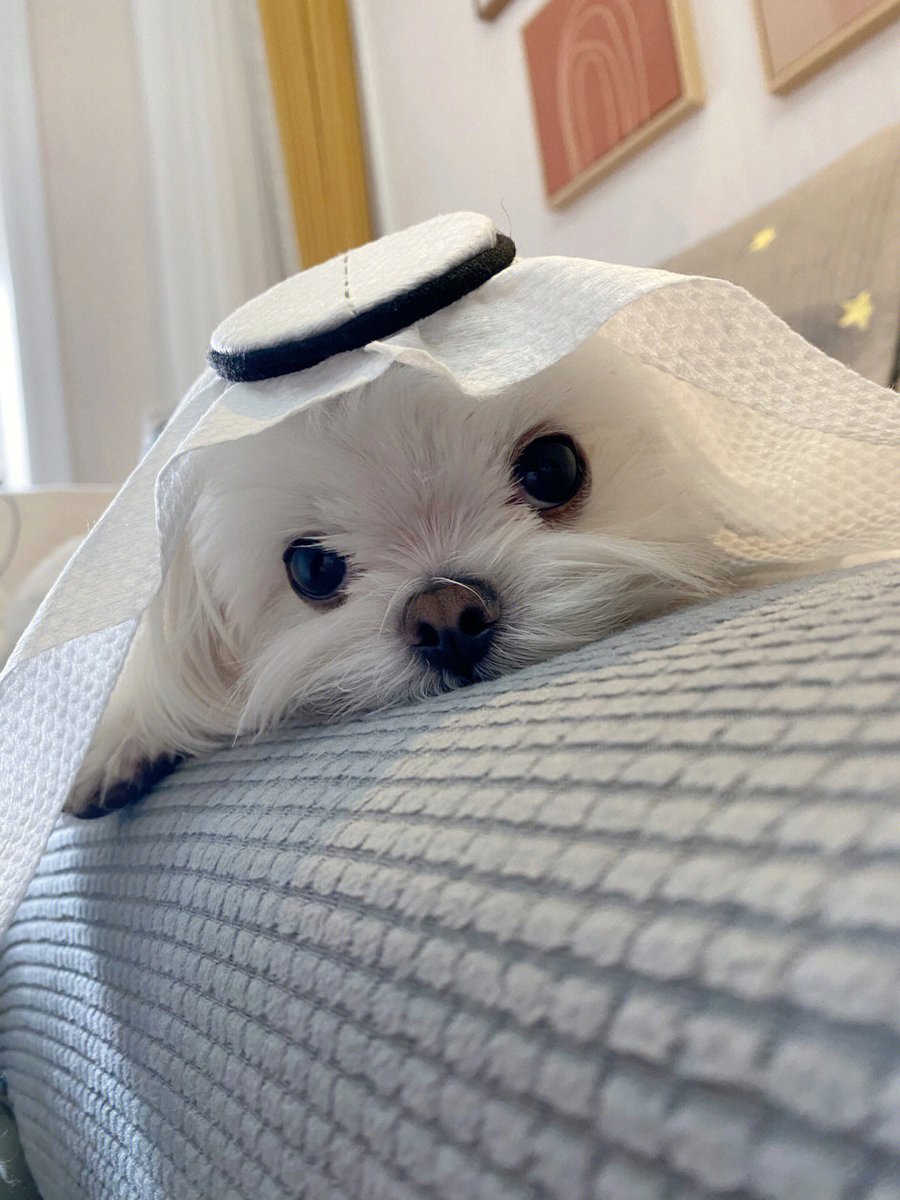 Verynurdiyanto's tweet photo. Is this my Qatar?🤣🤣🤣 https://t.co/CnkEpIIh6g