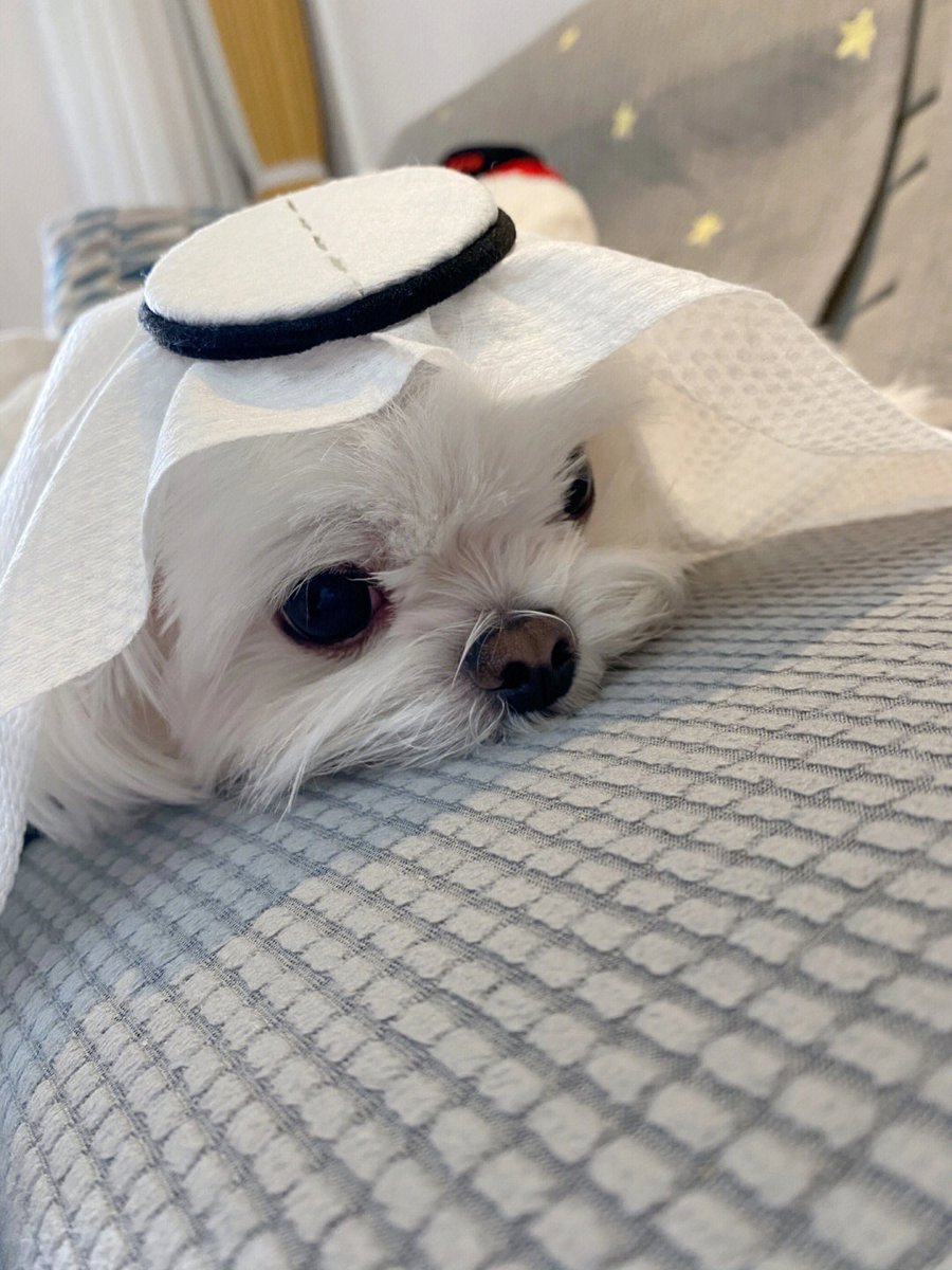 Verynurdiyanto's tweet photo. Is this my Qatar?🤣🤣🤣 https://t.co/CnkEpIIh6g