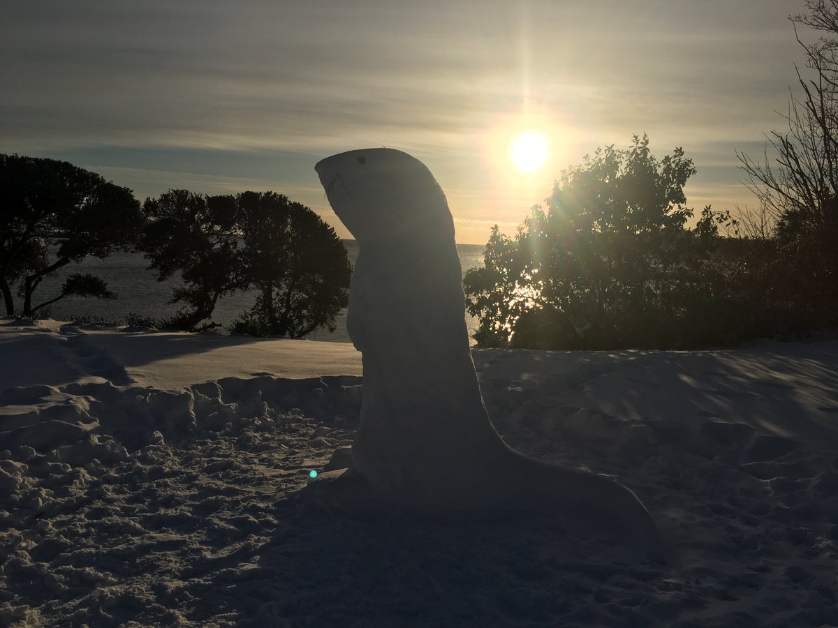 HousesandCondos's tweet photo. No snowman but I found a snow otter.
#seaotter #westcoast #yyjsnow #yyjweather #yyj #vanisle #snowday #wintersolstice #songhees #westsong #december https://t.co/tmC7Lfqqb0