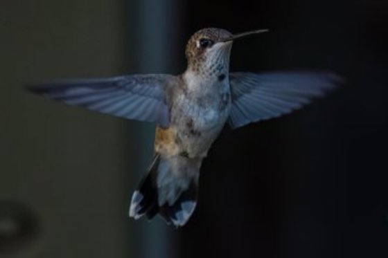 DiggitySplitz's tweet photo. How cold is it ? A #Hummingbird just flew into my house and settled in my planter — even the Birds are seeking shelter in this #BCsnow #BCstorm #ArcticBlast #PolarVortex #ArcticVortex (p.s. - #Apparently #birds ARE real https://t.co/DZa8v61ihC