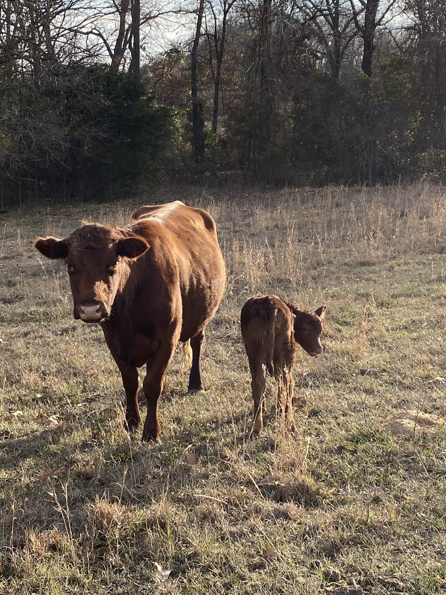 Disciple275's tweet image. A great 54 F day ahead of the cold front on its way to SE OK. Forecasted to cool down to as low as 7 F. Still praying for those already dealing with the severe cold and snow up north.