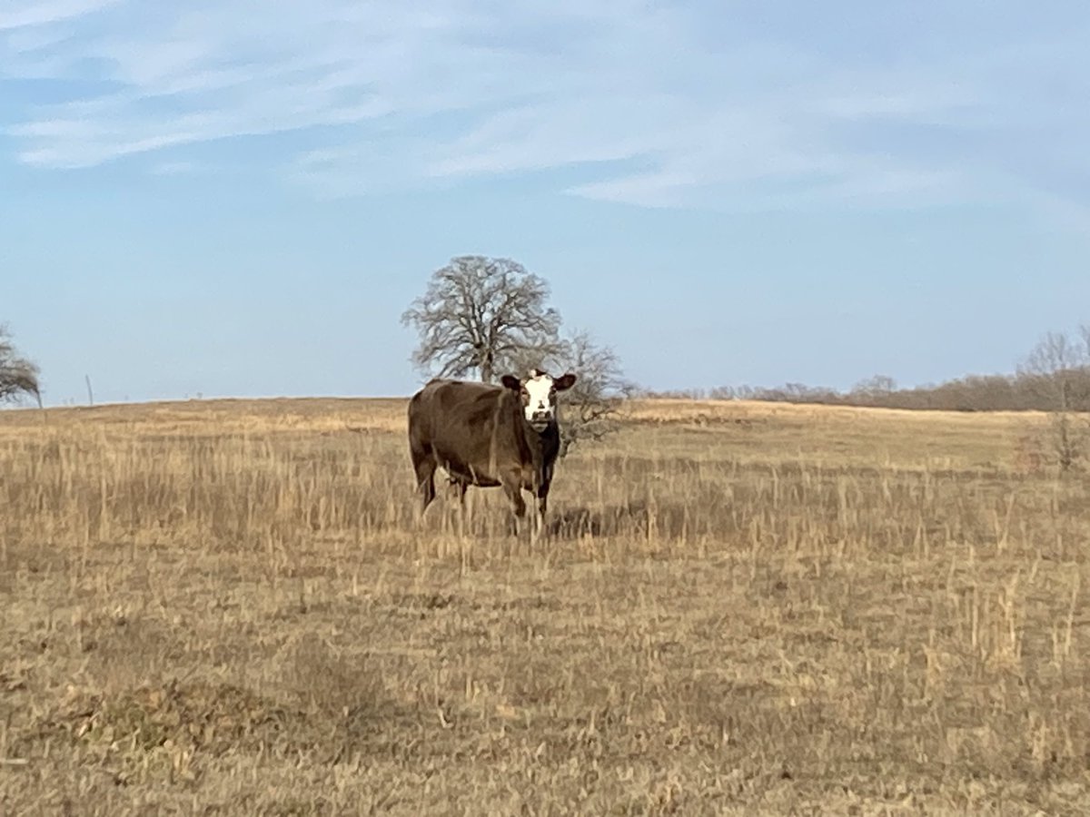 Disciple275's tweet image. A great 54 F day ahead of the cold front on its way to SE OK. Forecasted to cool down to as low as 7 F. Still praying for those already dealing with the severe cold and snow up north.