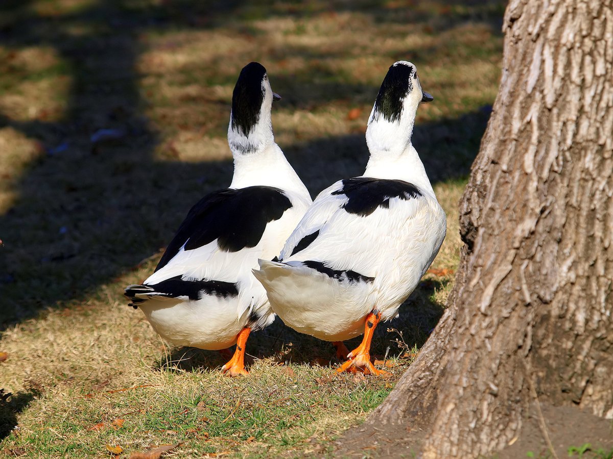 kala61857's tweet photo. Talk To The Tail
They are not very impressed with photographers.
Magpie-Muscovy hybrid duck (Anas platyrhynchos domesticus x cairina moschata domestica)
https://t.co/c3CL4hg4Ha
#ducks #NaturePhotography #wildlifephotography #birdphotography #TalkToTheTail #IGetNoRespect https://t.co/91c66MmvzQ