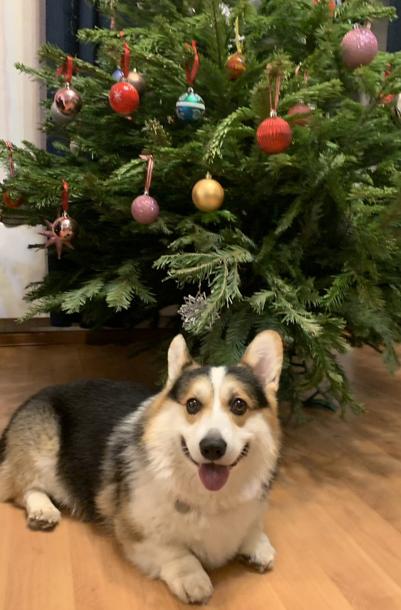 Это собачка, ждущая Новый год.