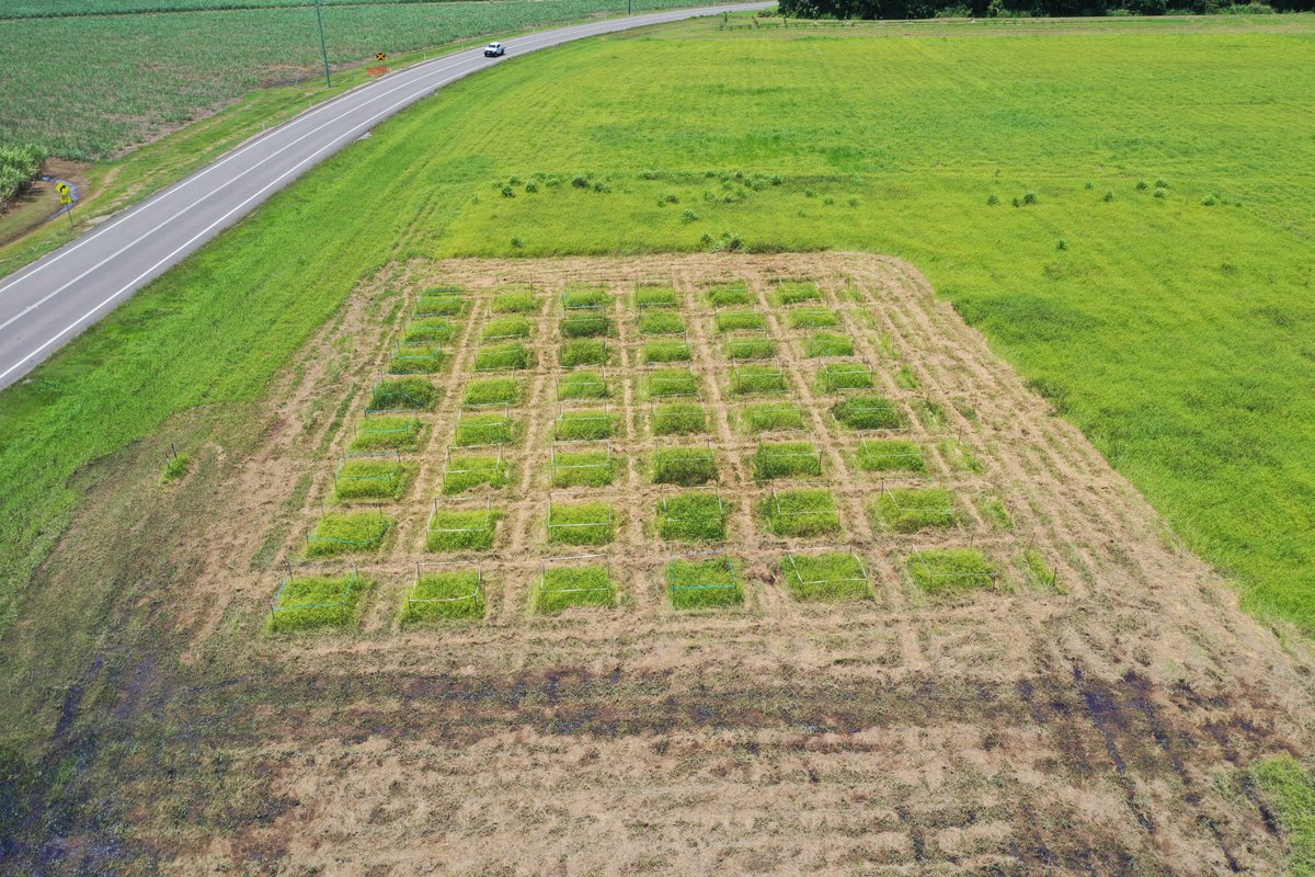 Florentine tweet media