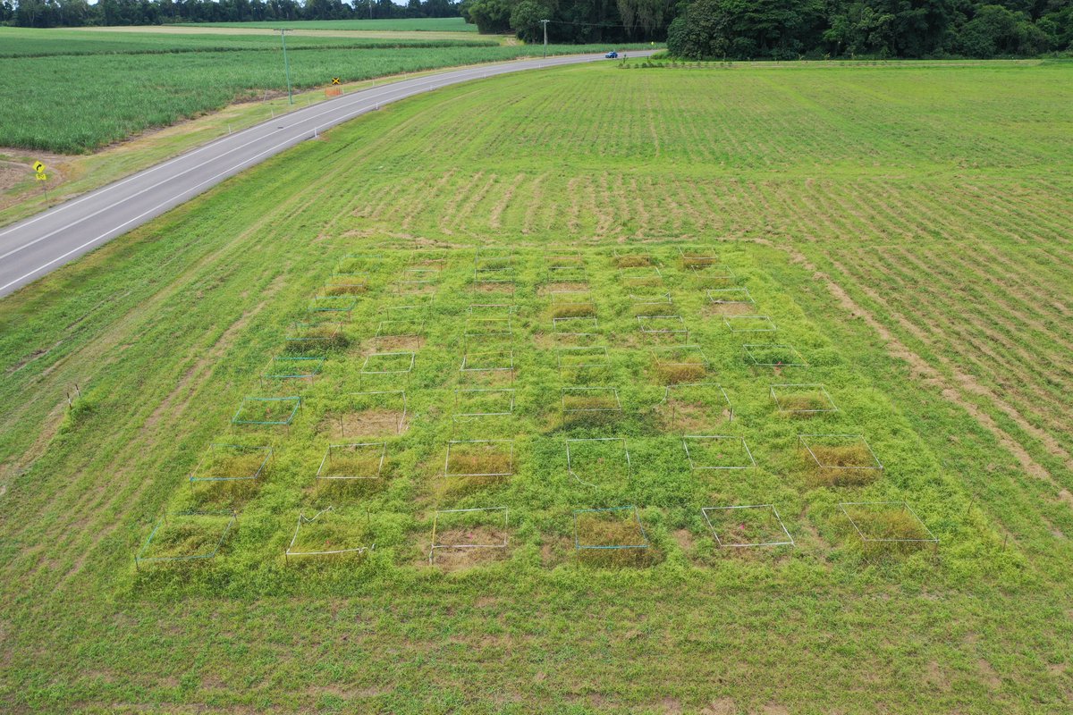 Chemical control to 'on farm' management of the invasive weed, Navua sedge -  some interesting results. Before and after
#weeds #navuasedge #feduni