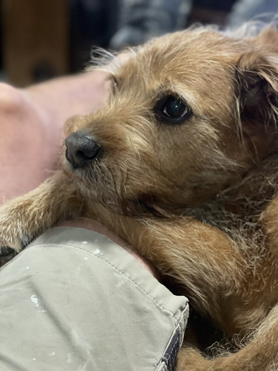 Dreaming of love &amp; Christmas things (and zombies) #Christmas #dogsoftwitter #ZSHQ