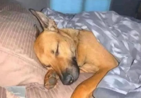 Personas: No puedo creer que dejes dormir a tu perro en tu cama
Mi perro:
