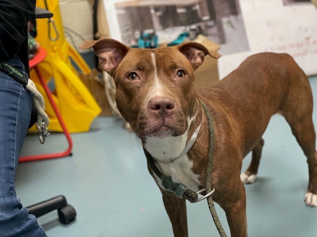 NMBewitched's tweet photo. #NYCACC
#RedPits
TBK 12/22
All 3 of these good dogs are under $100 in #Pledges
Ace in Space, King of the Jungle & Aries
I do not ask often for #Pledges but tonight I am
Please resch in your hearts & pocketbooks, give these pups a chance at their dream.
TY💙💜🙏 https://t.co/1dhQW4aK47
