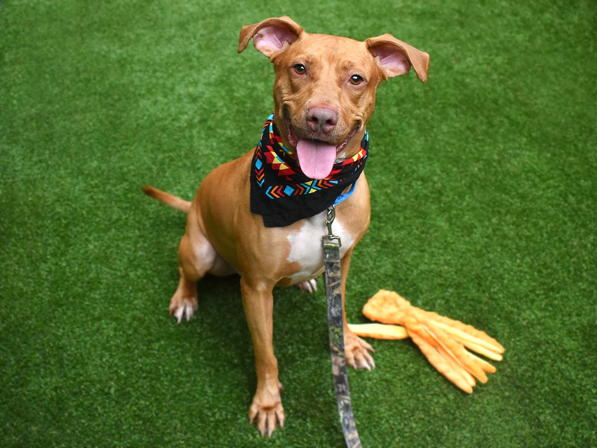 NMBewitched's tweet photo. #NYCACC
#RedPits
TBK 12/22
All 3 of these good dogs are under $100 in #Pledges
Ace in Space, King of the Jungle & Aries
I do not ask often for #Pledges but tonight I am
Please resch in your hearts & pocketbooks, give these pups a chance at their dream.
TY💙💜🙏 https://t.co/1dhQW4aK47