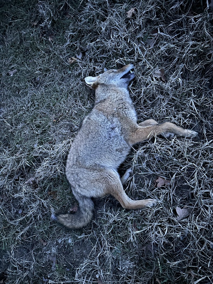 tinaghenry's tweet photo. This one messed up tonight while I was deer hunting.
#prois #iamprois #versastake #basemap #alteraalpaca #coyoteselfie #savingcalvesoneyoteatatime https://t.co/ryLa1mgmU1