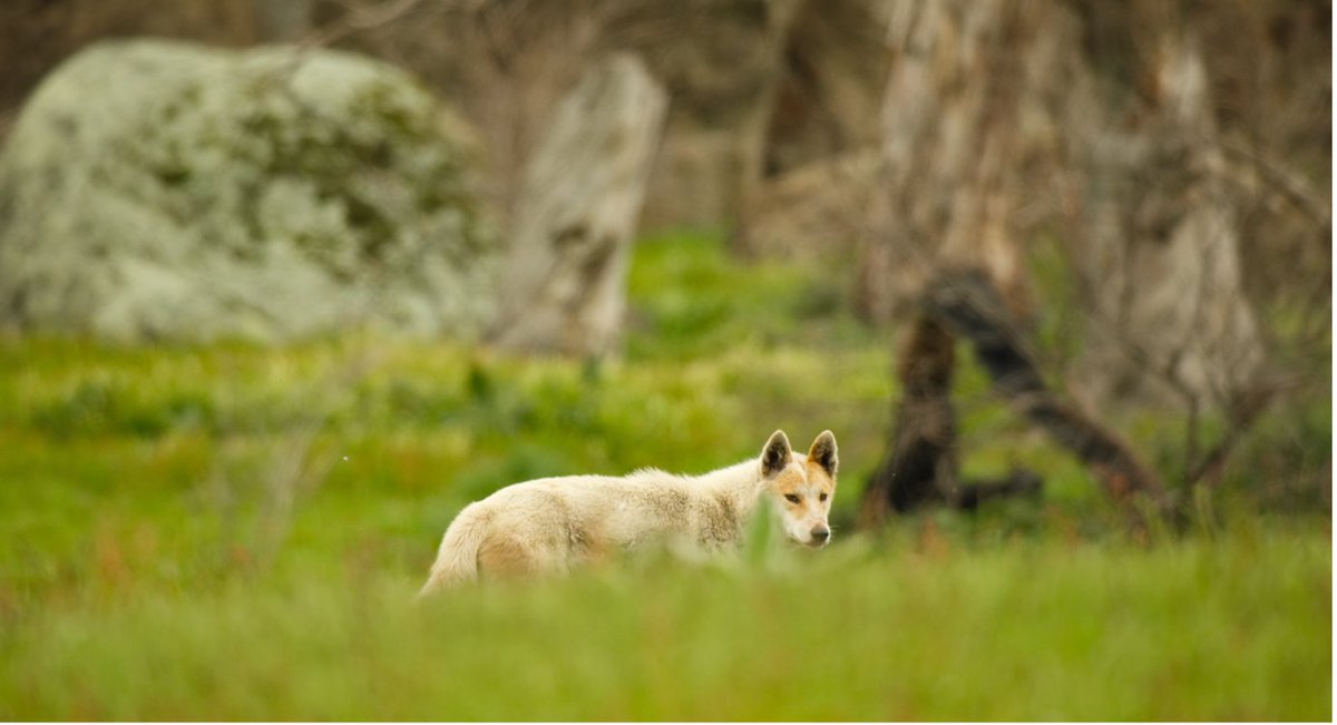 CSIRO Publishing on Twitter: "RT @TIPollock: My 5th #PhDpaper is out in