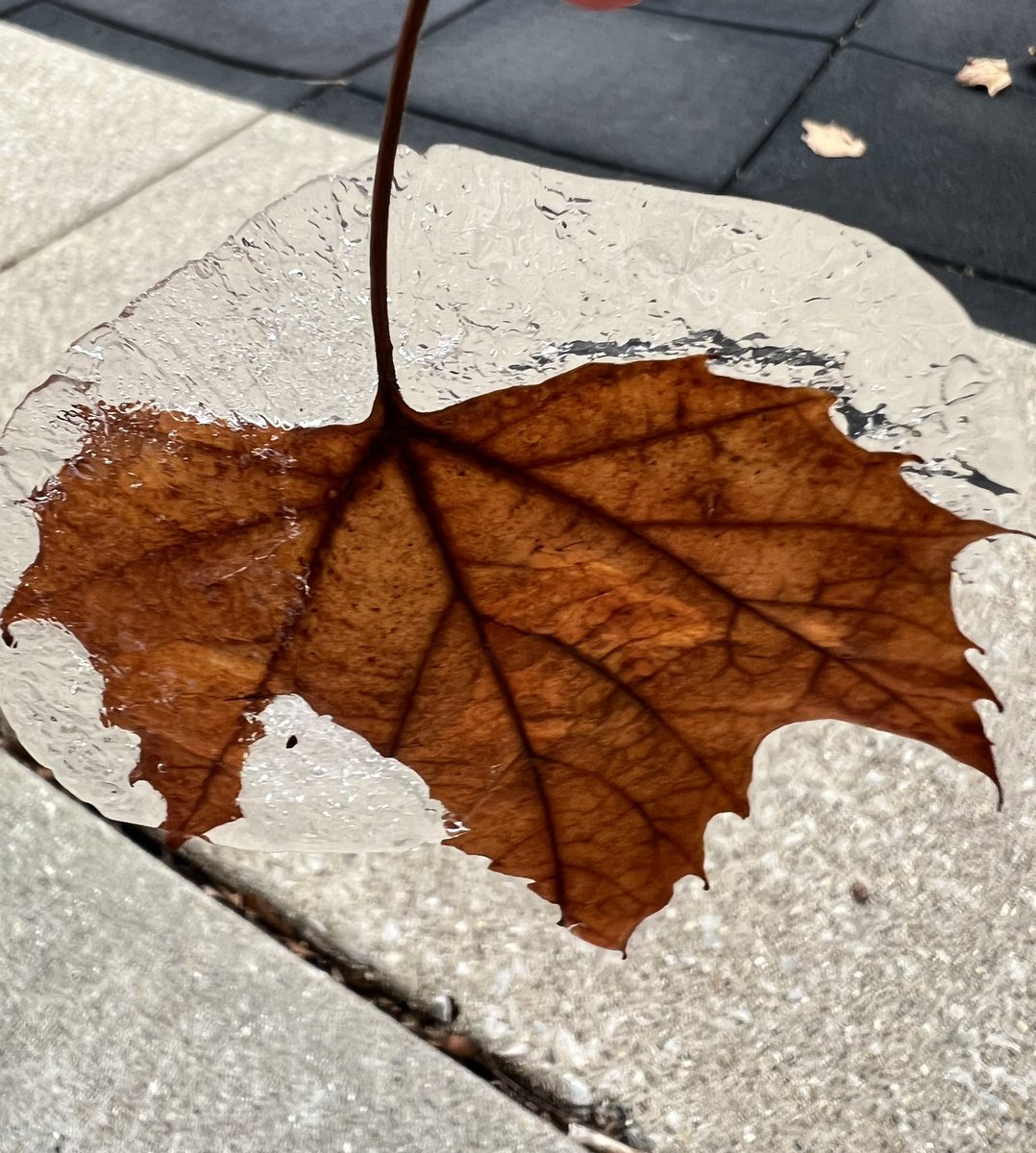 kbfoster's tweet photo. #wetwednesdays #macrophotography #frozenleaf https://t.co/w92DxeZSyg