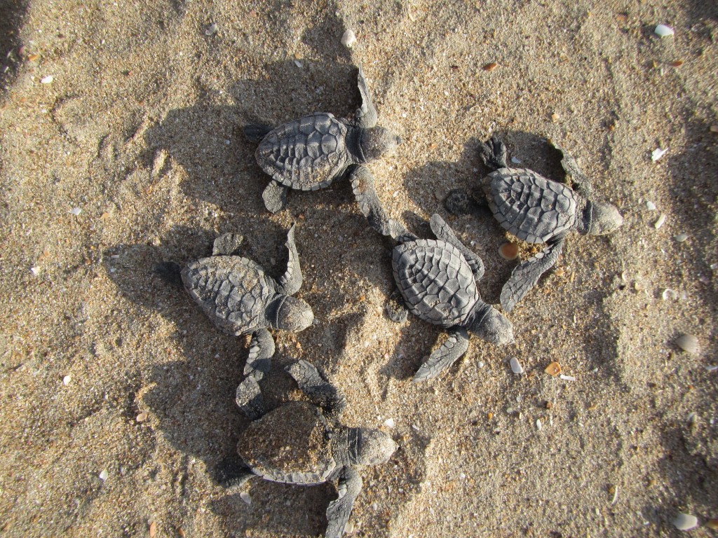 The NFPAP December newsletter is out now mailchi.mp/876f9d164590/n… 
Read about 
-the successful #feralpig management program in ACT
-annual meeting of Indigenous Rangers from #WCTTAA protecting turtle nests from feral pig predation
#Nationalferalpigactionplan
Photo by Cape York NRM