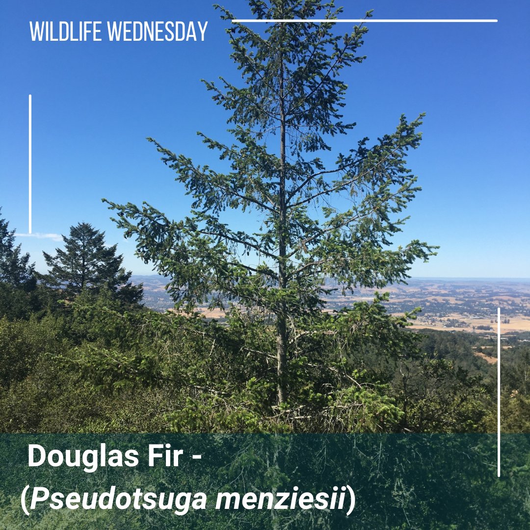 Happy Holidays and #WildlifeWednesday from the CEI! Have you ever wondered what the most commonly used tree for Christmas celebrations is? It’s the Douglas Fir!  When the Douglas fir is in its natural habitat it can live anywhere from 70 to 1,000 years! 

#WildLifeWednesday
