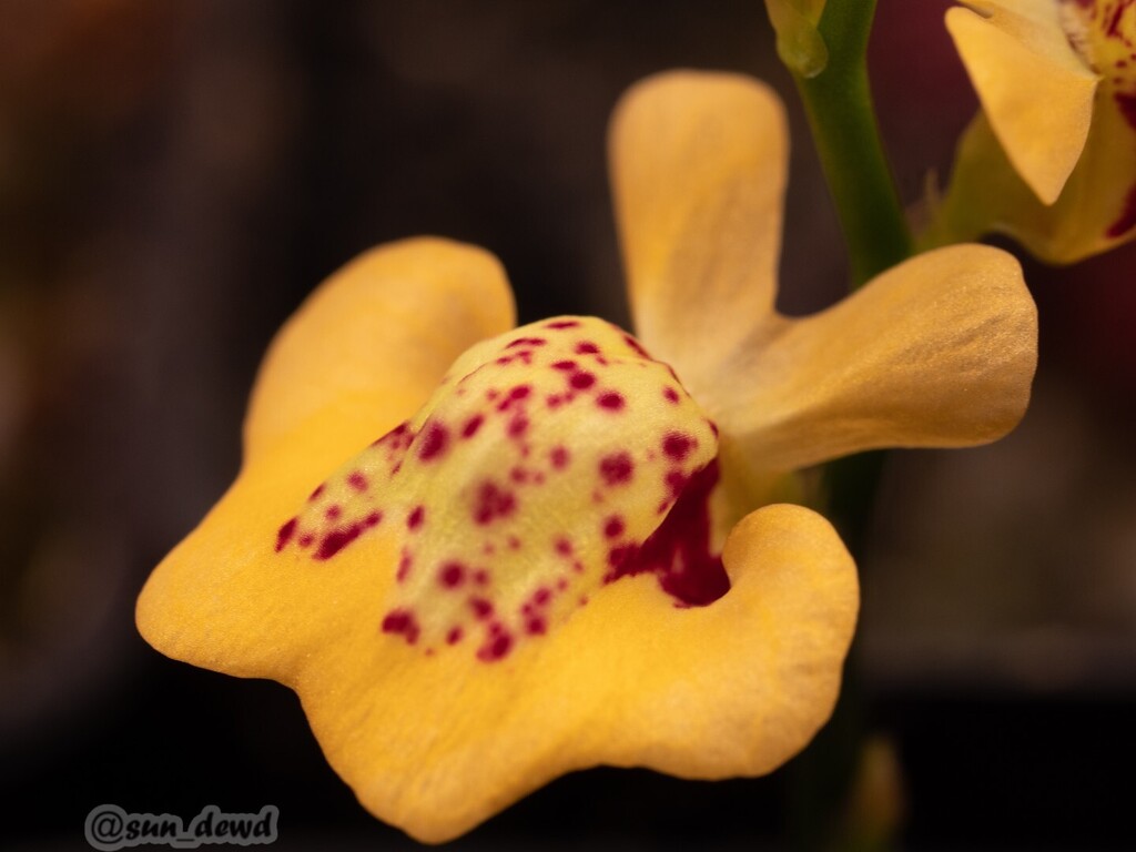 TheSunDewd's tweet photo. Utricularia fulva Rock Hole, Western Australia
#utriculariafulva #utricularia #utrics #bladderwort #carnivorousplants #carnivorousplant #plants #plant #savagegarden #garden #gardening #bayarea #eastbay #bayareagardening https://t.co/7GbkNMeNDV https://t.co/UgNBdXQ1tk