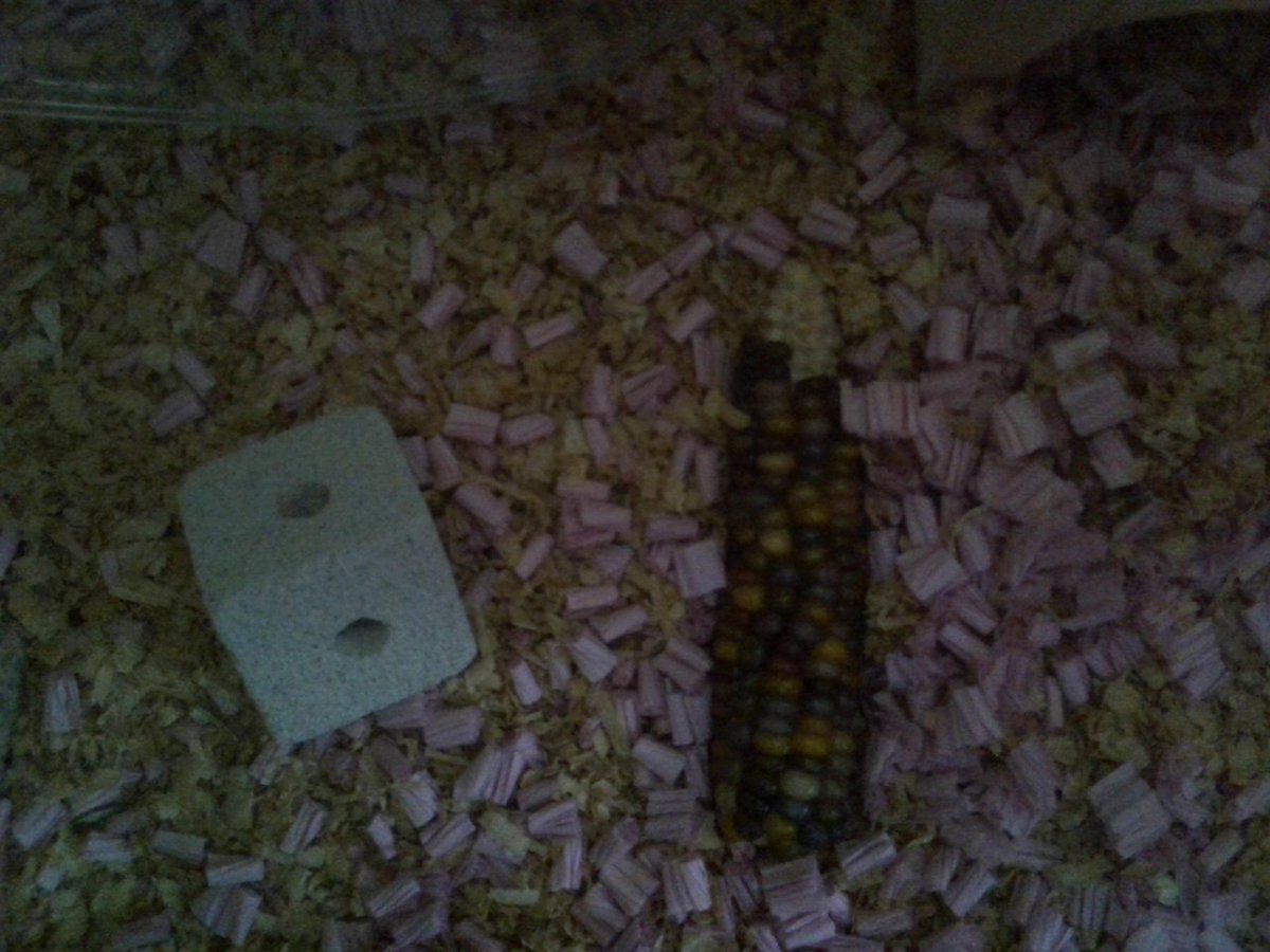 ham_watch tweet picture