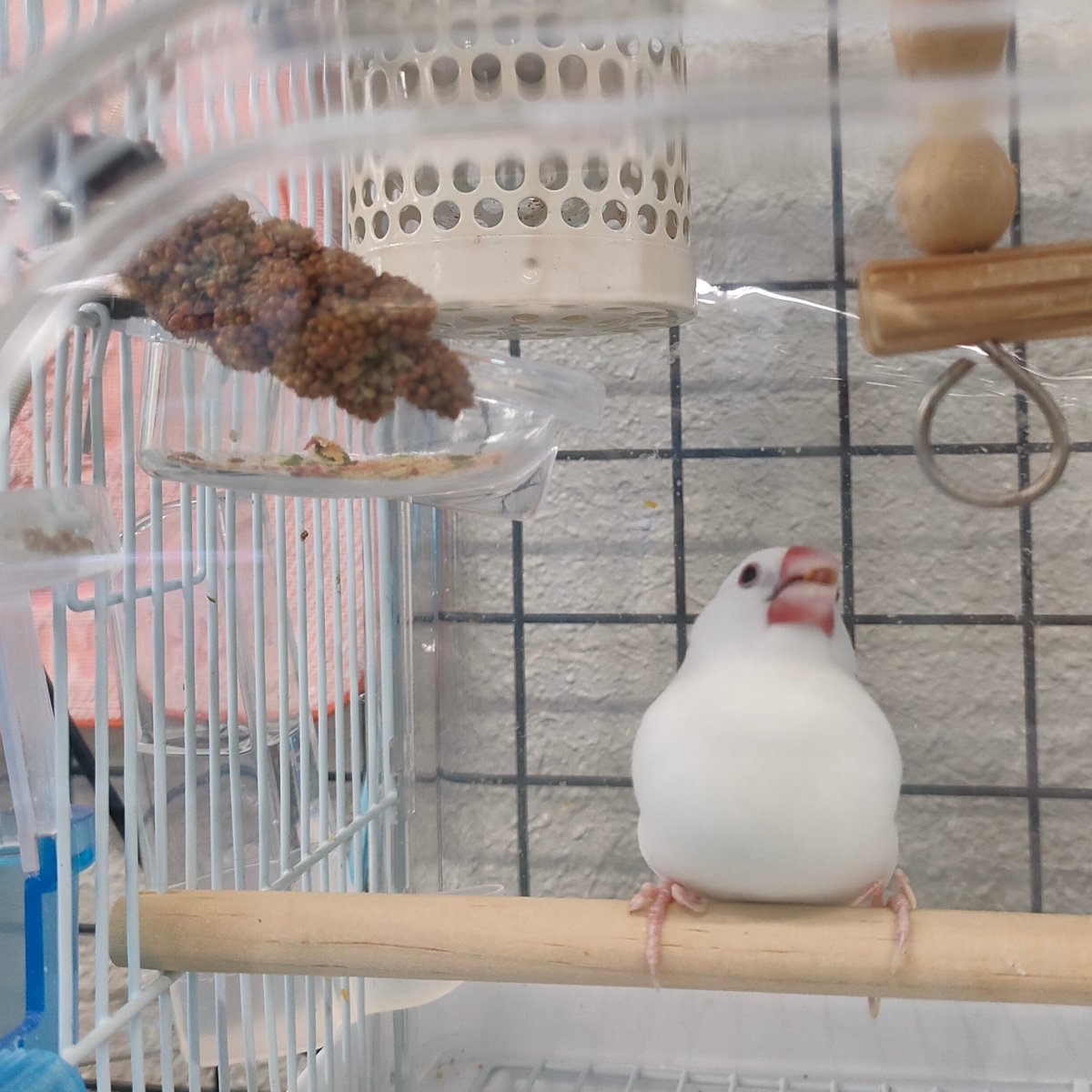【文鳥学芸員】今日は #冬至 なので、かぼちゃの代わりにオレンジ色の粟穂を食べました🎃
ついばんで食べるのが楽しいようです😄

#弥富 #文鳥 #冬至の日 #無病息災