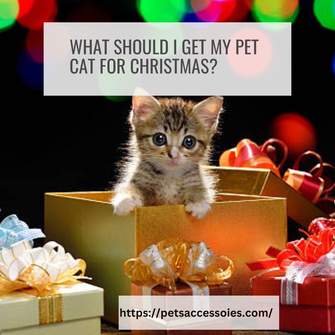 pets_accessoies's tweet photo. #unique gifts for cats,
#gifts for small cats,
#gifts for spoiled cats,
#gifts for cat owners,
#inexpensive gifts for cat lovers,
#pet gifts for owners,
#the curious tale of the stolen pets' Christmas gifts,
#pets are not Christmas gifts,
#christmisgift https://t.co/ZBL1aeU20H