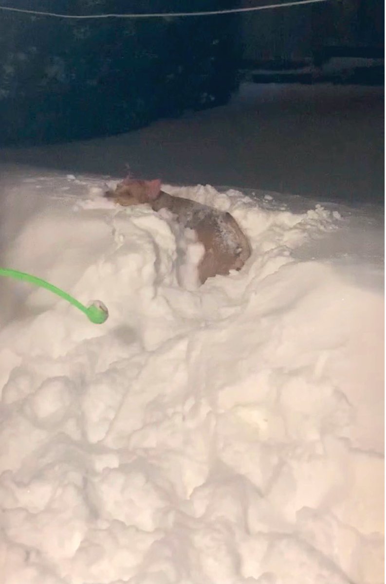 FugaciousOne's tweet photo. Woo Hooโฆ snow snow snowโฆ Life is good
#Maya #dogsoftwitter #BCSnow #bcsnowstorm https://t.co/1ni6t1WDTc