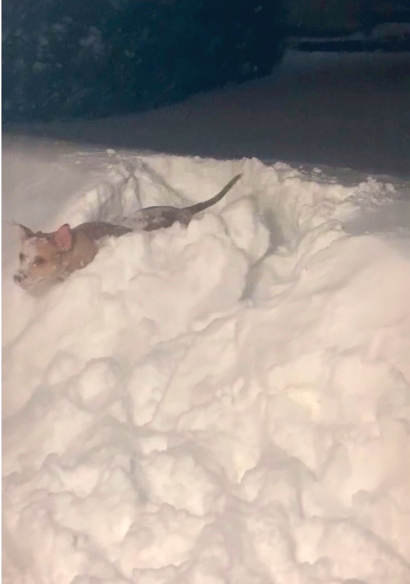 FugaciousOne's tweet photo. Woo Hooโฆ snow snow snowโฆ Life is good
#Maya #dogsoftwitter #BCSnow #bcsnowstorm https://t.co/1ni6t1WDTc