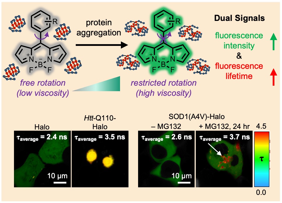 Early View💡
"A dual-functional BODIPY-based molecular rotor probe reveals different viscosity of protein aggregates in live cells" by He Huang, Yu Liu &amp; Xin Zhang et al. <a href="/kfzhangxin/">Xin Zhang</a> <a href="/dicp_cas/">Dalian Institute of Chemical Physics, CAS</a> <a href="/Wiley_Chemistry/">Wiley Chemistry</a> #BODIPY #viscosity #protein #aggregate

Check👉doi.org/10.1002/agt2.3…
