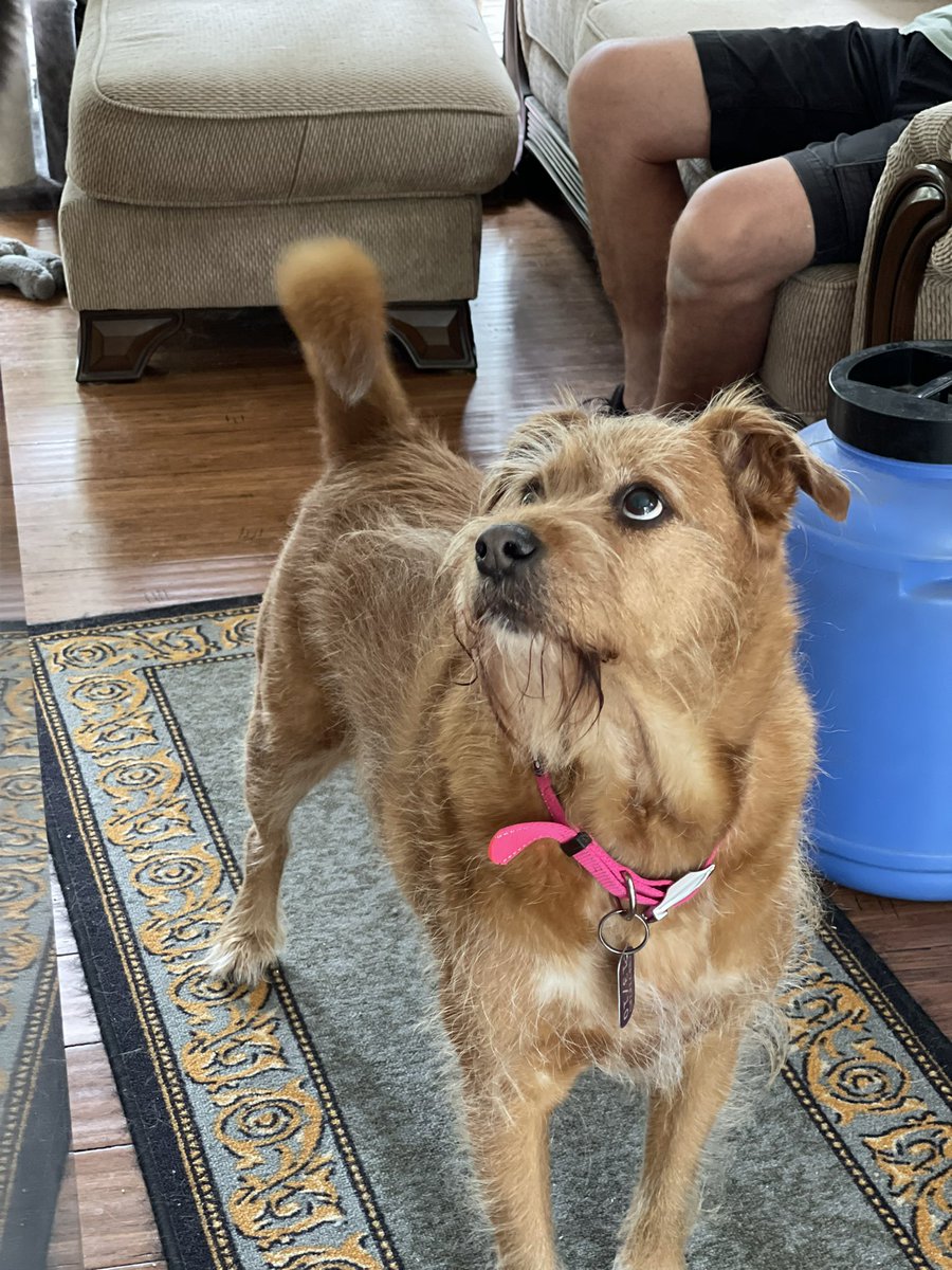 A Christmas story by me, Poppy. The cat is stoopid. The End. #dogsoftwitter #CatsOfTwitter #ZSHQ