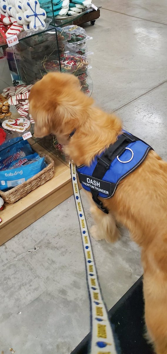 BatdogRookie's tweet photo. Hi everyone, it's Dash here. Since tomorrow is my birthday Rookie has let me take over his Twitter today and tomorrow. My hooman took me to @Dogs_Cats_Rule so I could pick out some birthday presents. I think I might have taken too many free Samples off the shelves. #thirdbday. https://t.co/i3zXJ9quOl