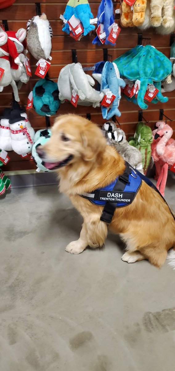 BatdogRookie's tweet photo. Hi everyone, it's Dash here. Since tomorrow is my birthday Rookie has let me take over his Twitter today and tomorrow. My hooman took me to @Dogs_Cats_Rule so I could pick out some birthday presents. I think I might have taken too many free Samples off the shelves. #thirdbday. https://t.co/i3zXJ9quOl