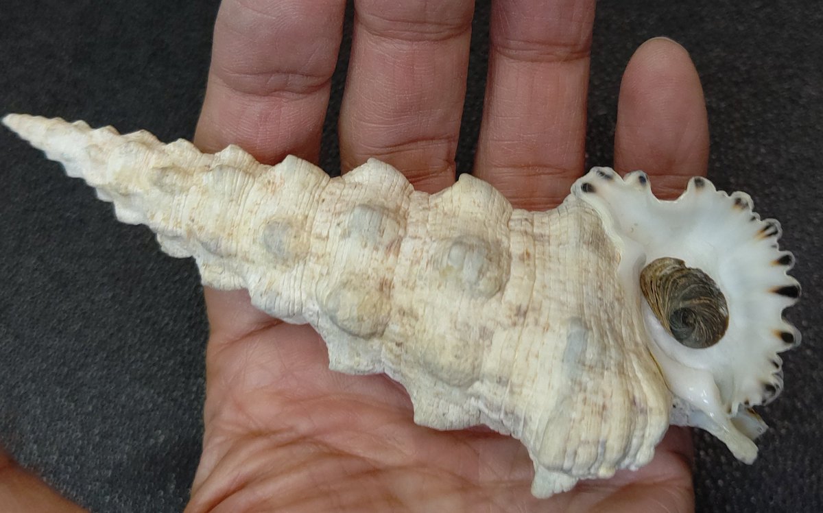 鬼*管様 貝 オニノツノガイ Cerithium nodulosum 鬼角貝