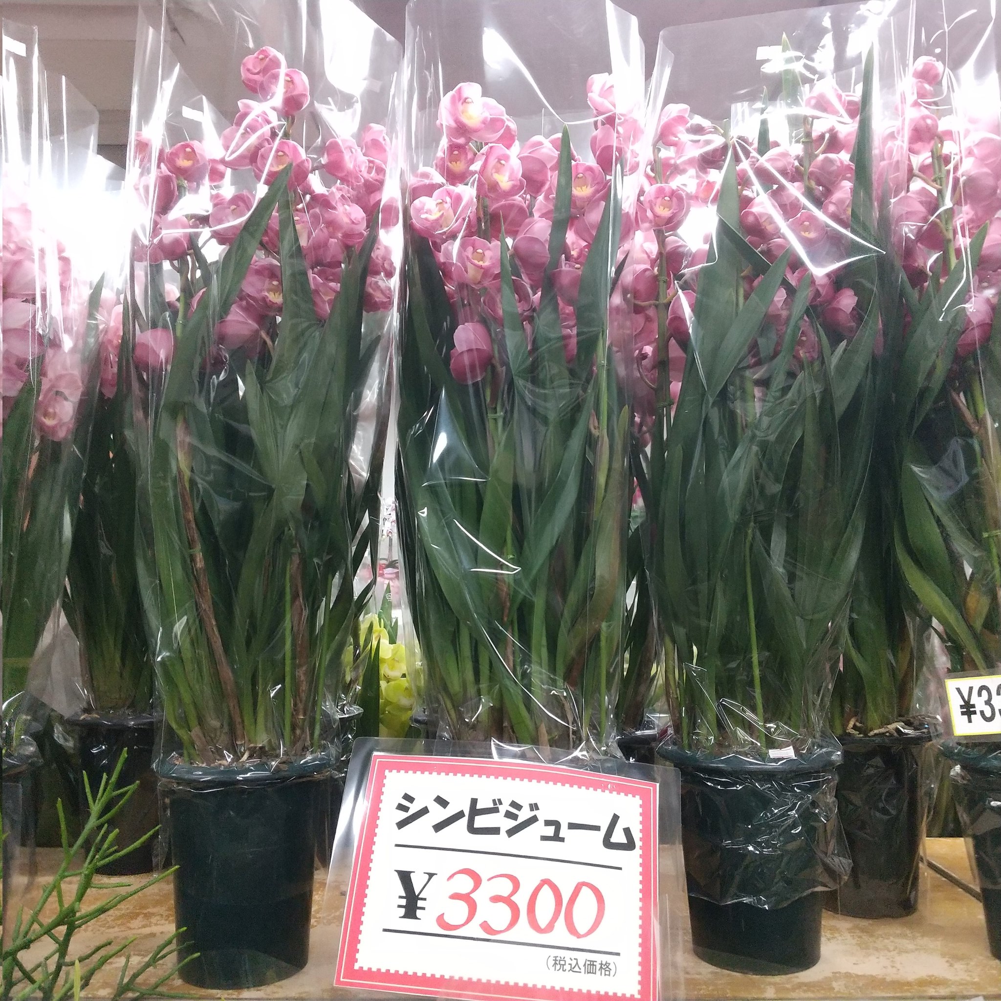 ワールドフラワー 本店 梶が谷店 Wordflower 246 Twitter