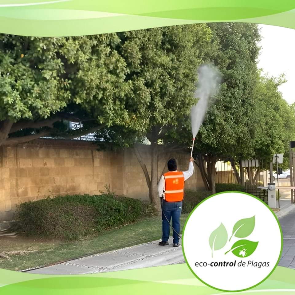 _TristramShandy's tweet image. Aspersión de alta presión!

Ideal para áreas comunes, parques, jardines, calles.

Contacto: 222 705 0954

#EcoControl #EcoControlDePlagas