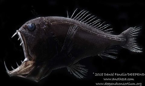 Let's kick things off on this solstice with the Common Fangtooth (Anoplogaster cornuta)! These guys have a super black pigment that absorbs almost all light, to stay hidden in some of the darkest depths of the sea.
📸Mark Norman, Karen Osborn, Dante Fenolio