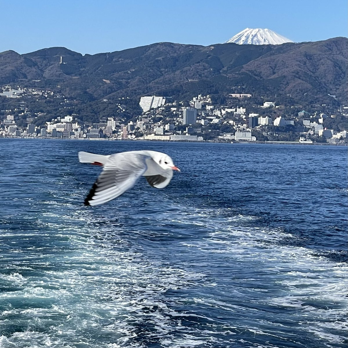 pchie's tweet image. 熱海から船に乗って初島へ〜