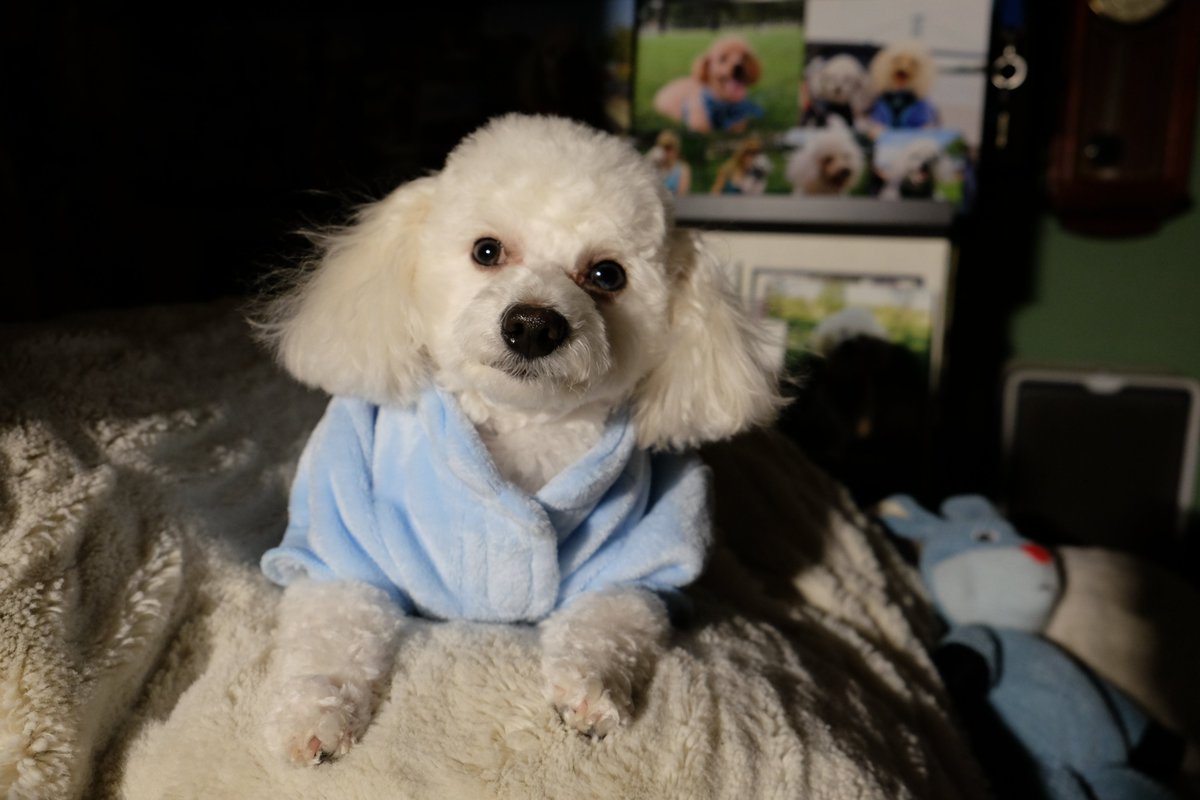 MichelleJarw's tweet photo. Paddy wishes you all a very safe and happy Winter. 🌬⛄️❄️
'Happy Winter everybodies!'- Paddy Boy. ❤ 🐩🐾
Happy First Day of Winter. ❄️☃️❄️☃️❄️☃️❄️☃️❄️☃️🌨️🌨️🌨️
#DogsofTwitter #FirstDayofWinter2022 #Paddy https://t.co/QJk9hwK9g8
